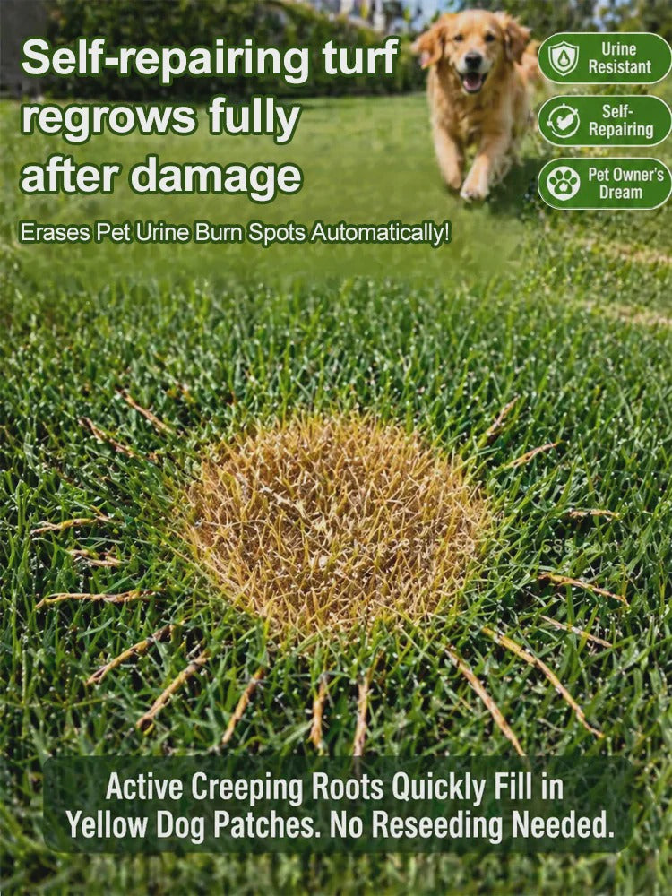 [99% Germination Rate in 7 Days] Multi-Variety Grass Seeds